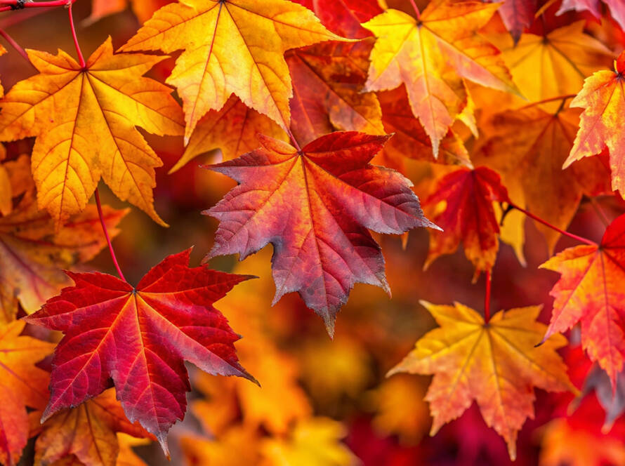 Image of Gorgeous Autumn Leaves