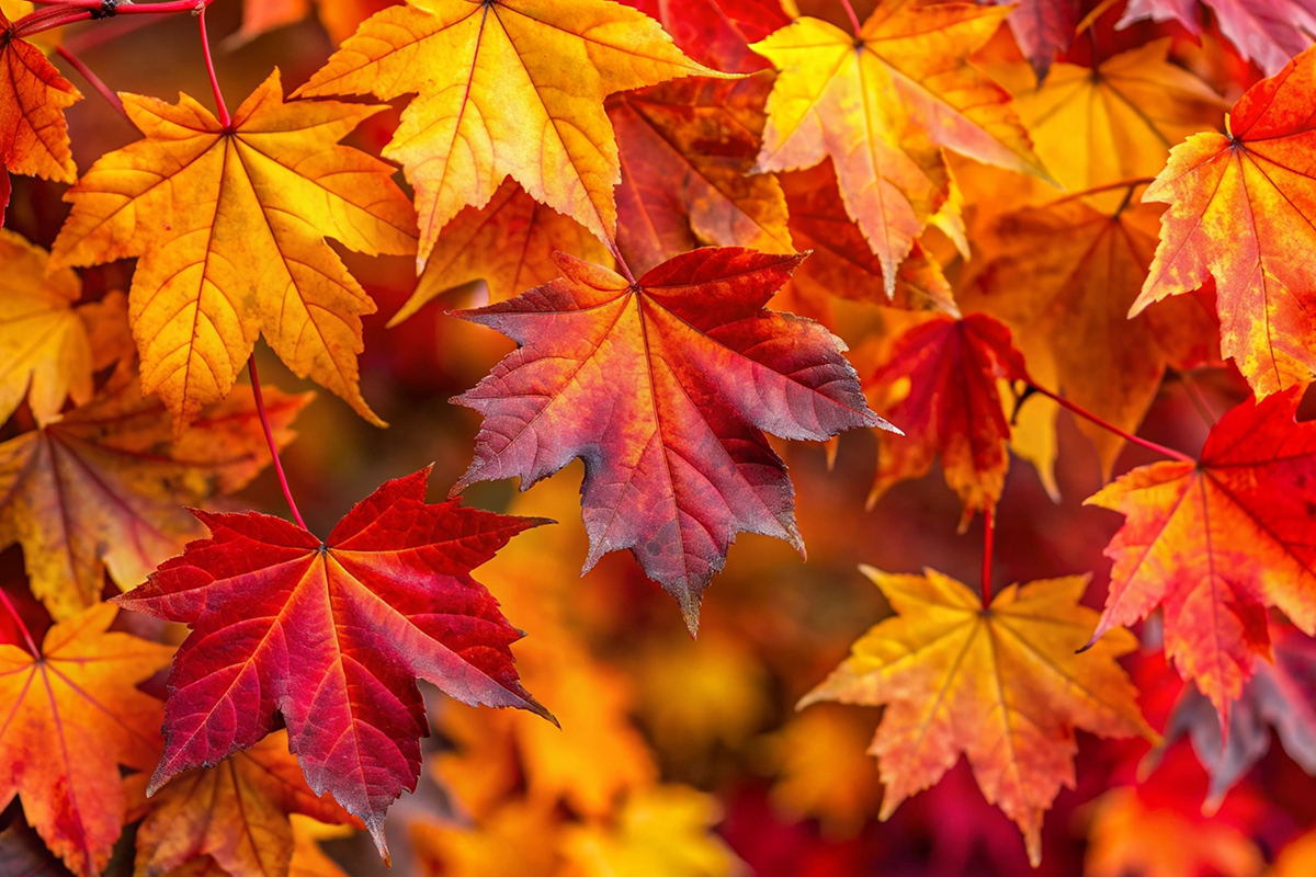 Image of Gorgeous Autumn Leaves