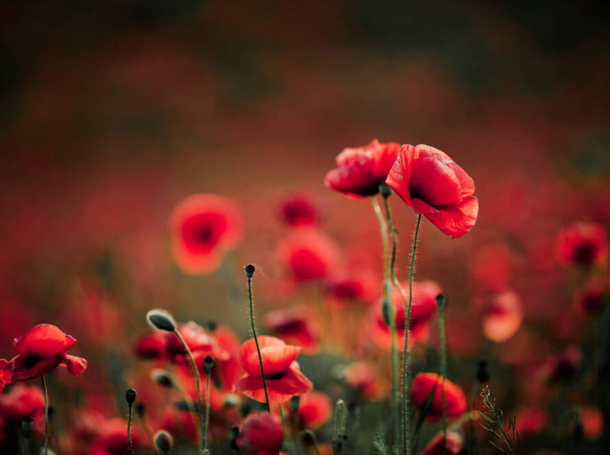Images of Poppy Flowers for Remembrance Day